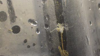 Media type: image;   Invertebrate Zoology 153116 Description: live specimen;